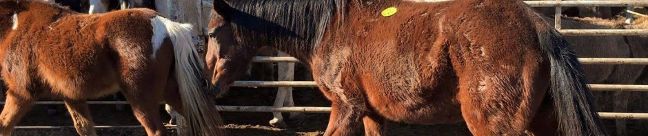 12496217_1661362214115099_600629803488639722_o